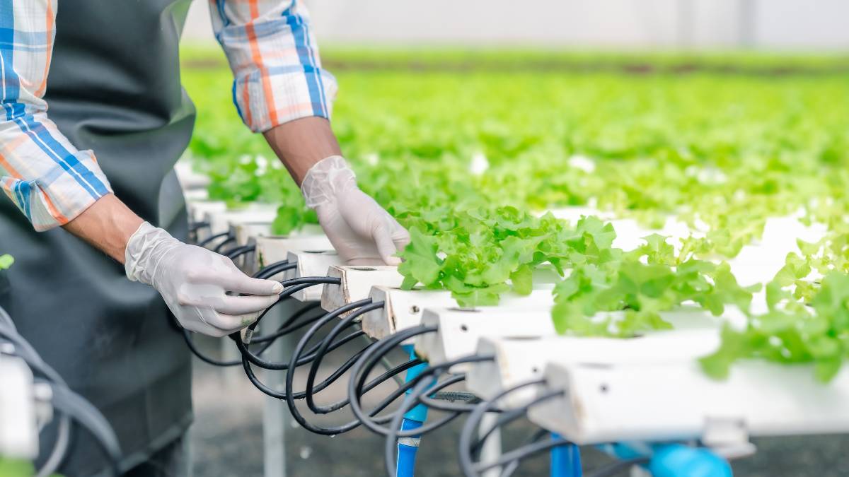 Hydroponic Fodder Systems